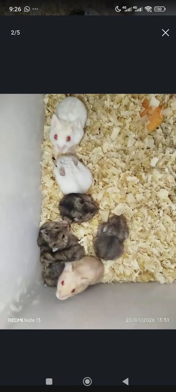 Hamster anão russo revenda  - Foto 6