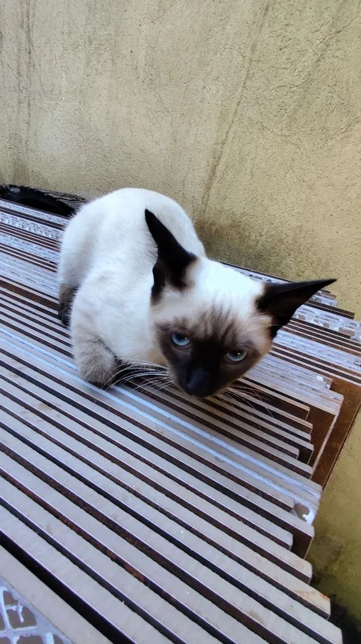 Gatos Filhotes Doação  - Foto 2