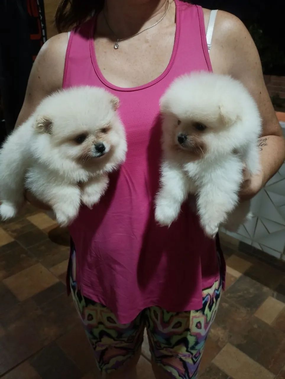 Machos de Spitz linhagem importada 