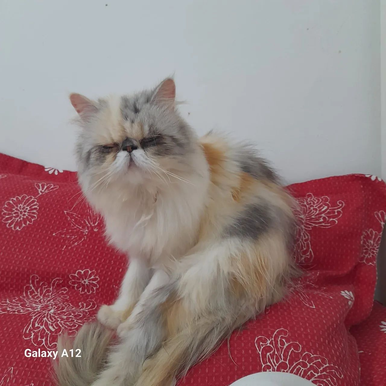 Gata persa show 