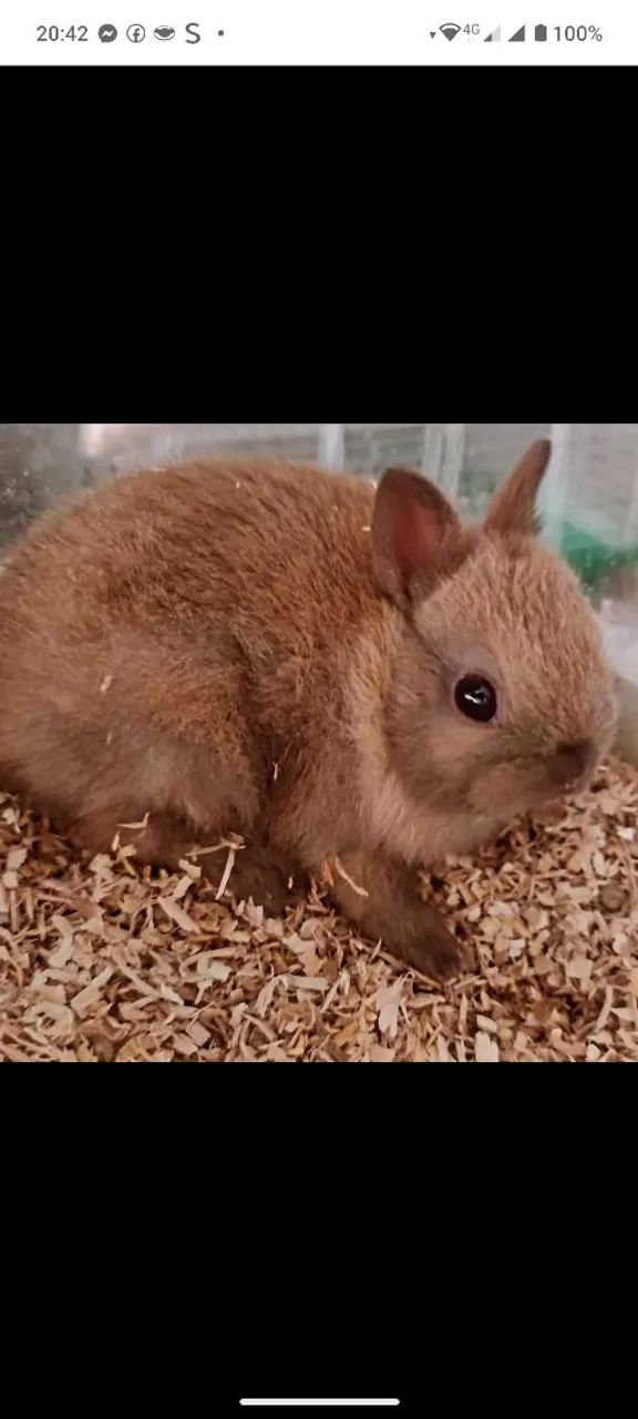 Coelhinhos anões ou Netherlands 494506661244446724