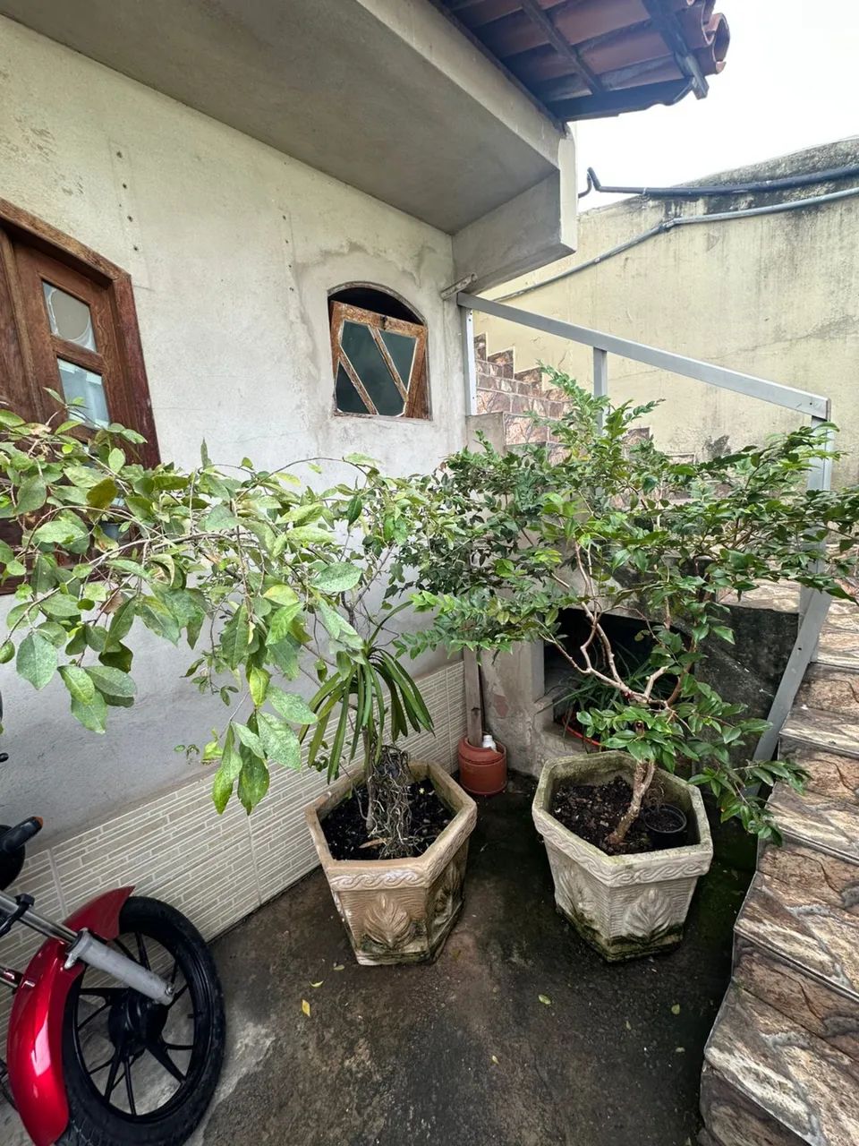 Pé de Jabuticaba e Acerola  - Foto 4