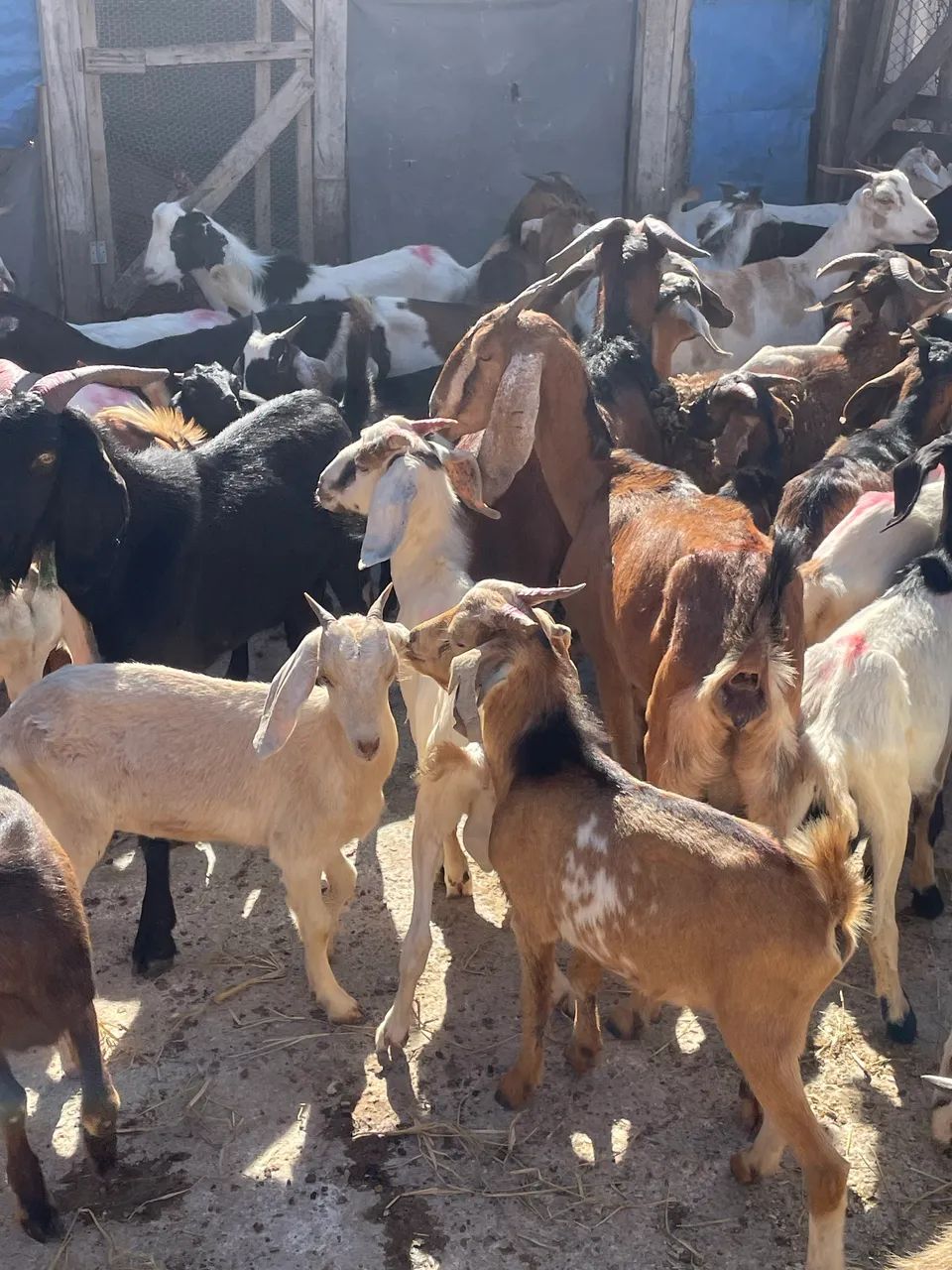 CABRAS,CABRITOS & BODES  - Foto 2