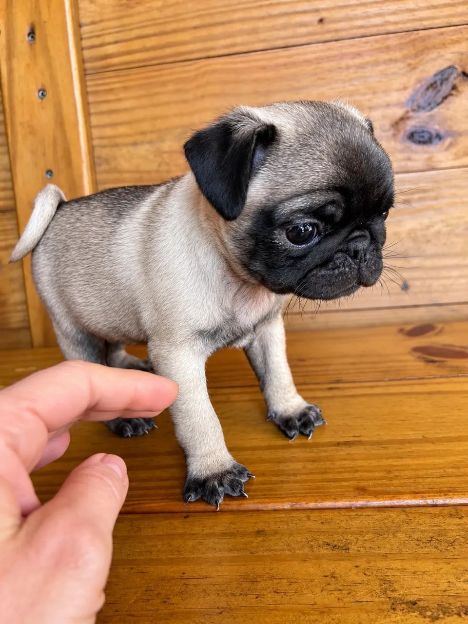 Pug  - Foto 3