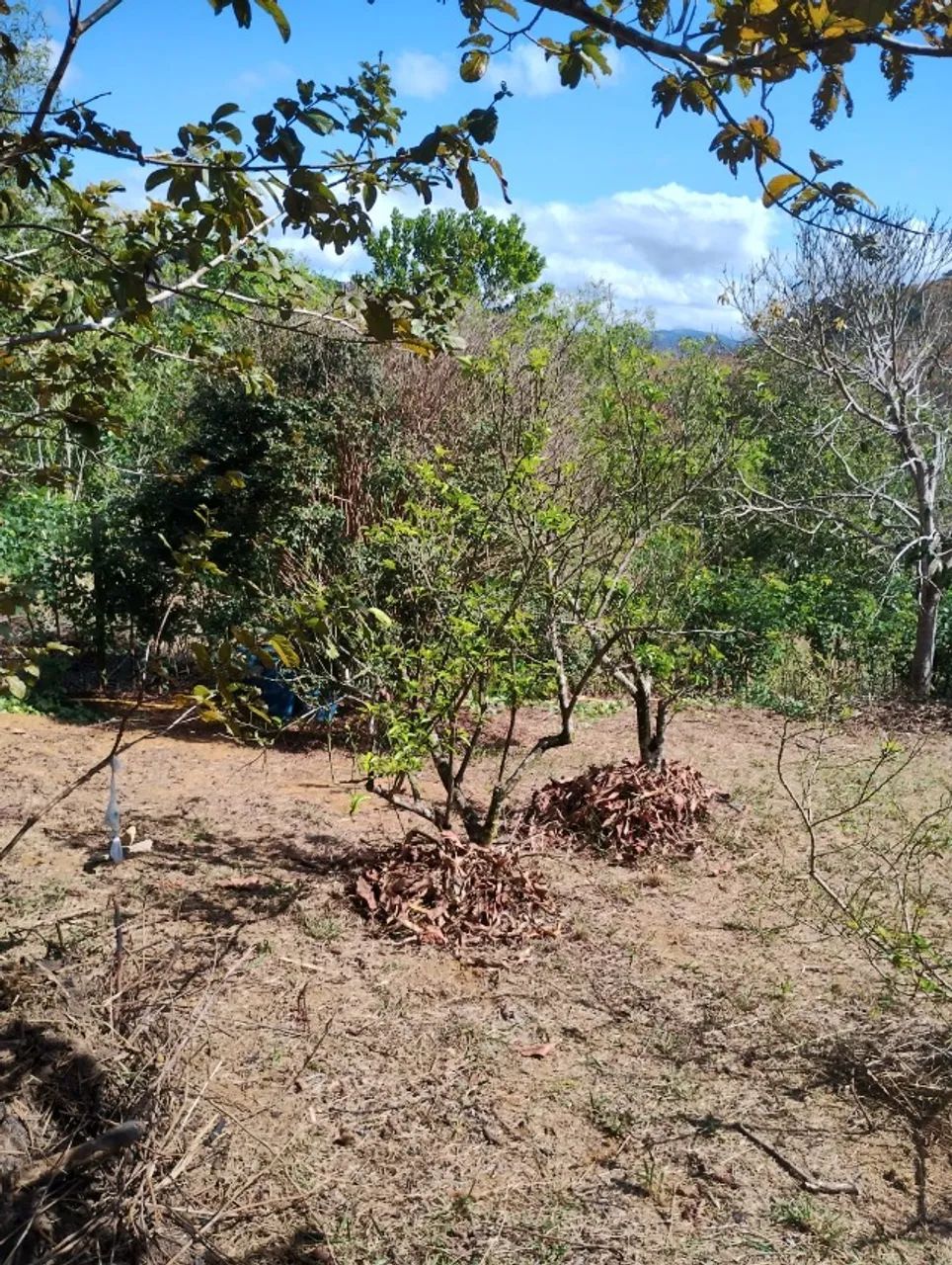 Vendo Chácara de 1000m2 em Pedro Palácio Ibiraçu ES  - Foto 4