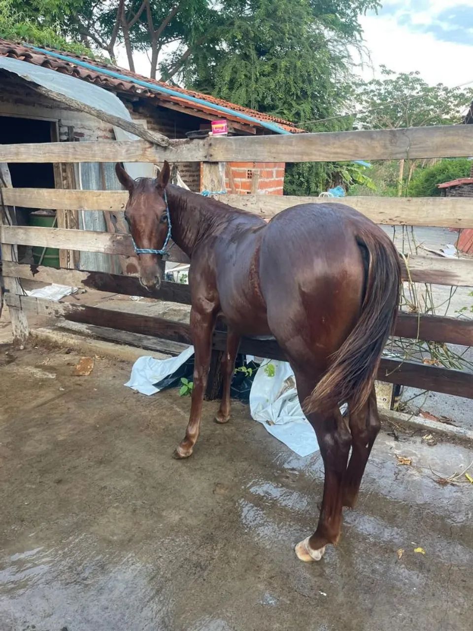 Vendo potra quarto de milha  - Foto 3