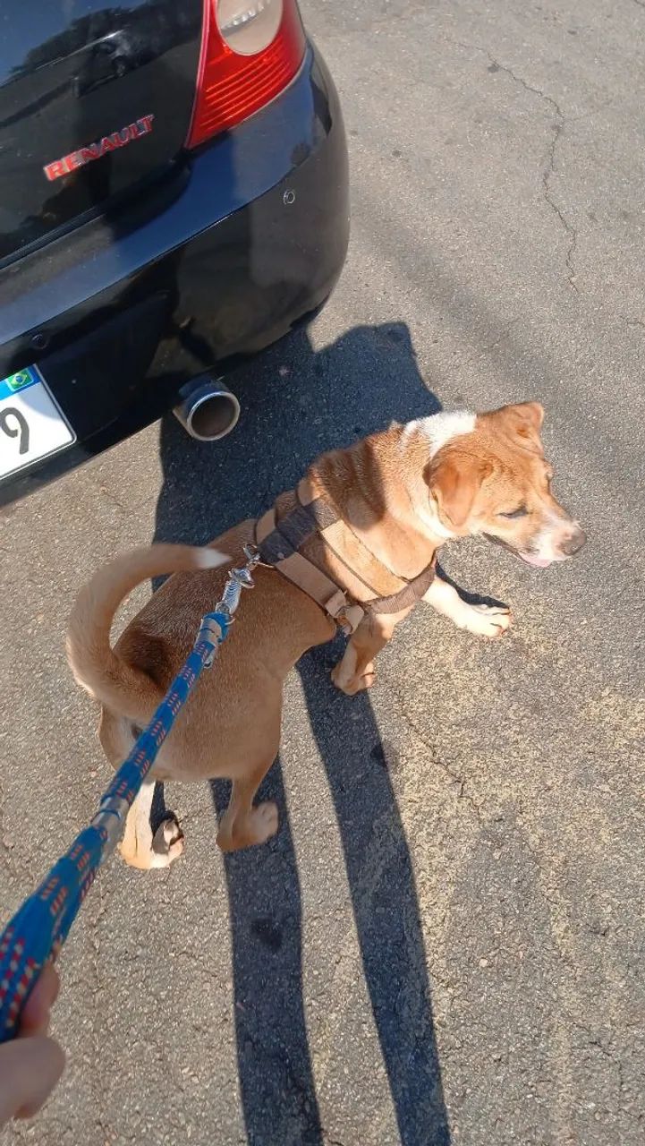 Doação de cachorro Macho