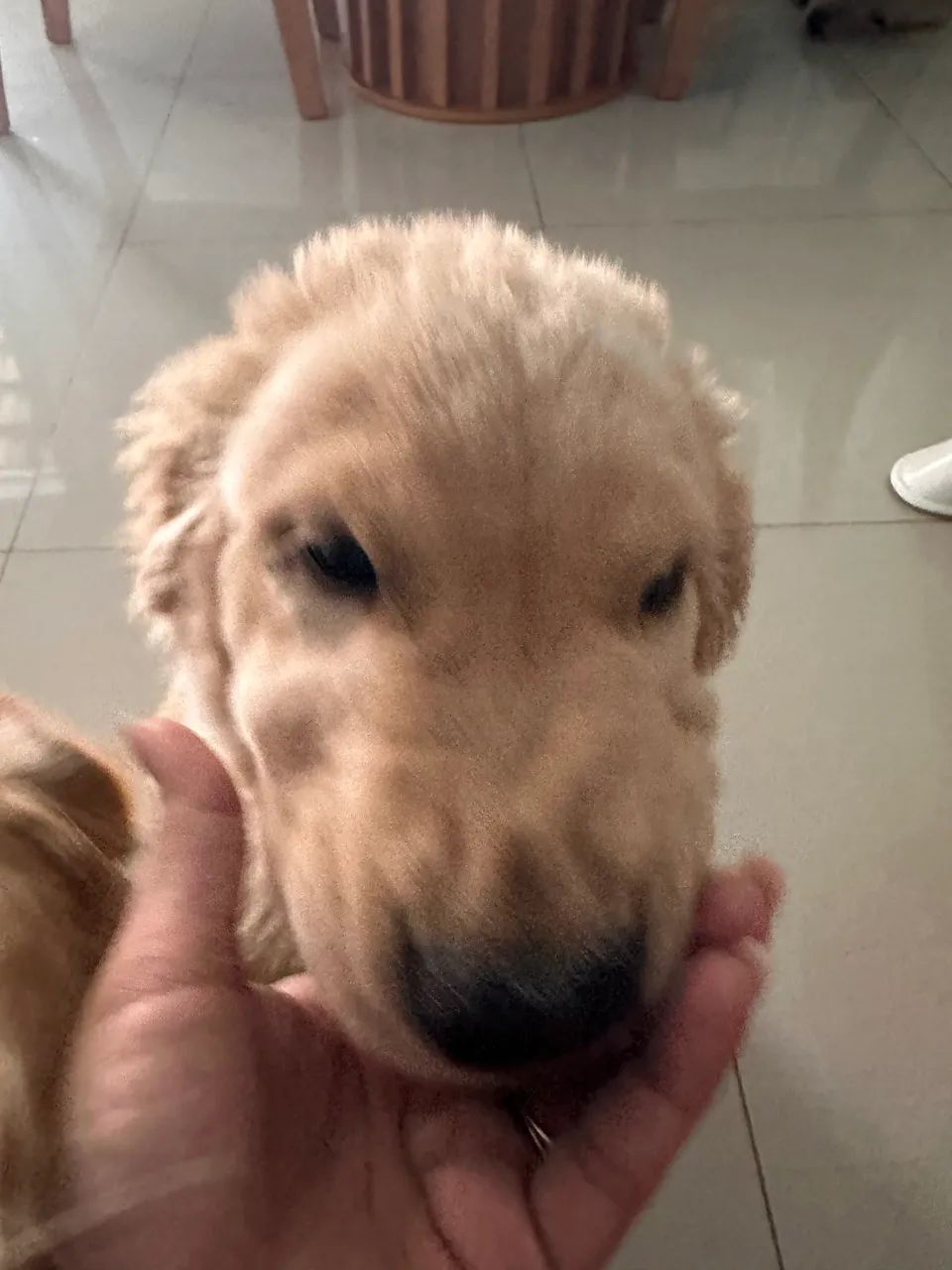 Golden retriever  - Foto 4