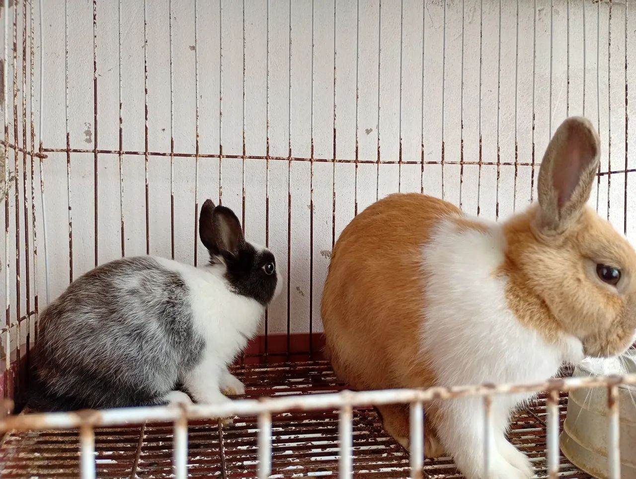 Vendendo 1 filhotes 1 mãe coelha  mini  Netherlands anão  - Foto 3