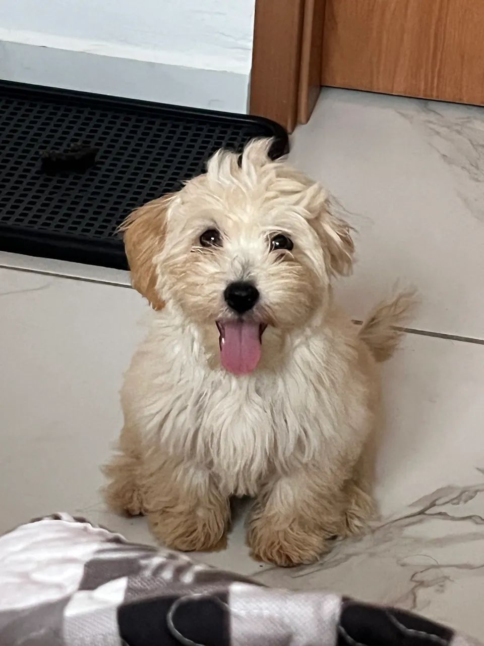 a doação de cachorro  - Foto 2