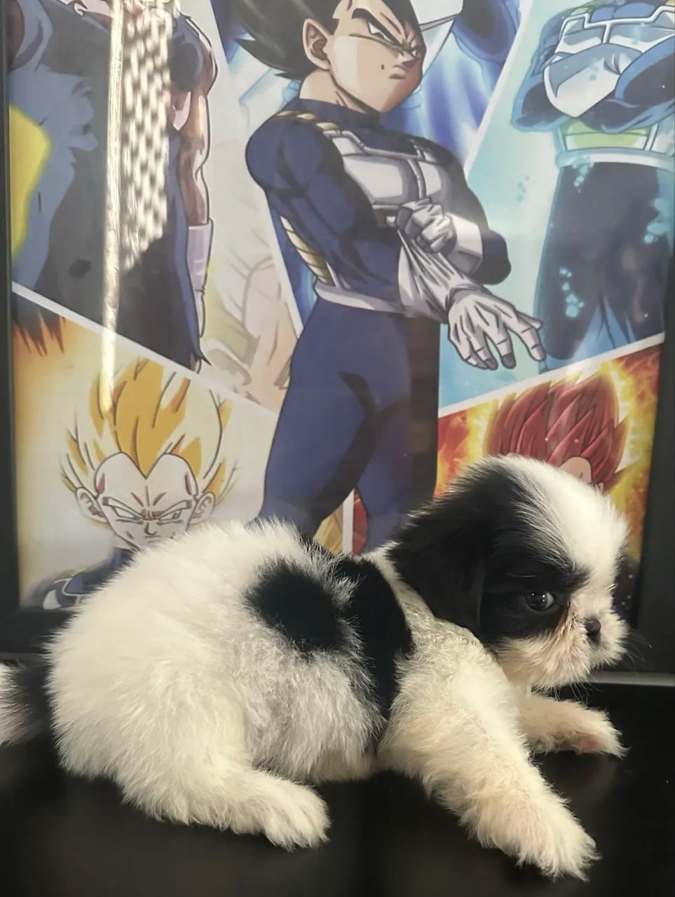 Shihtzu mini