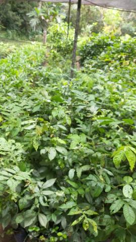 Mudas de plantas frutíferas e florestais - Foto 2