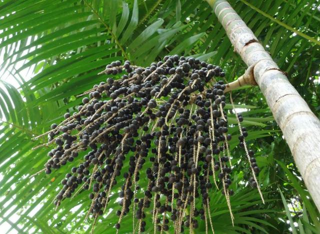 Mudas de AÇAÍ - Foto 2