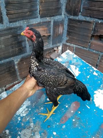 Todos de raça ,são novos - Foto 6