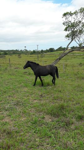 Égua quarto de milha - Foto 4
