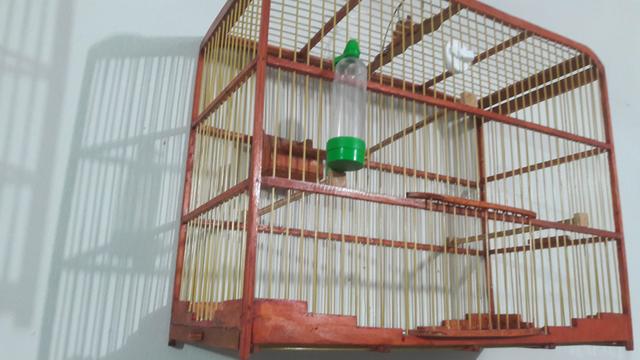 Gaiolas - Foto 3