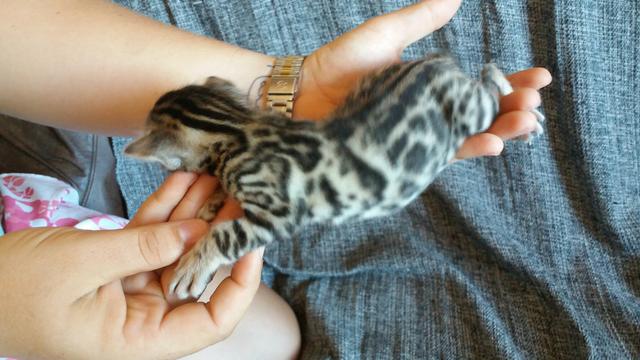 Gato Bengal - Foto 2