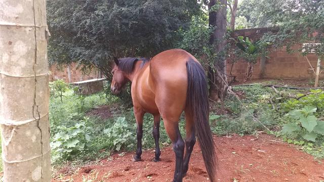 Égua quarto de milha - Foto 2