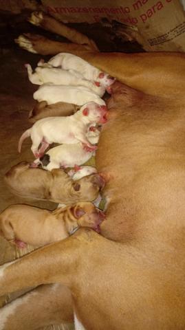 Pitbull - Foto 3