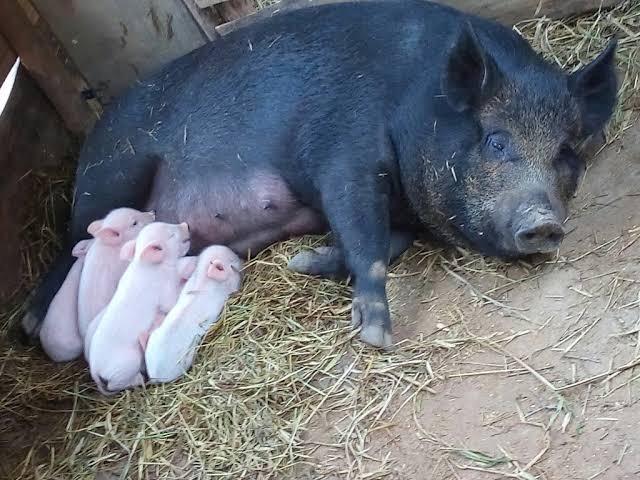 Vendo porcos em promoção - Foto 6
