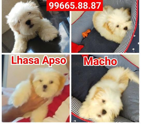Cãozinho