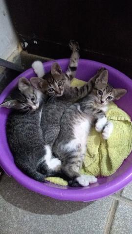 Filhotinhos de gatos para ADOÇÃO - Foto 5