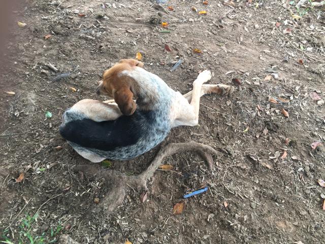 Cachorra americano