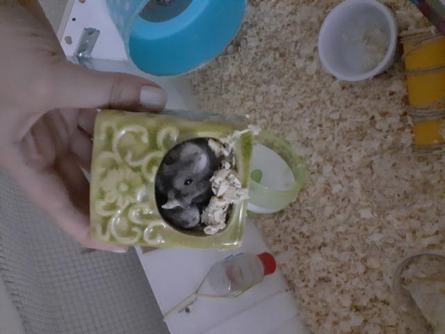 Hamster russo anão machos com aquario lindo