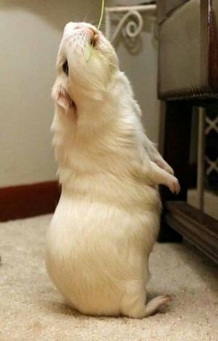 Ao perca ! só sobraram 5 ! Femeas * zap - Foto 3