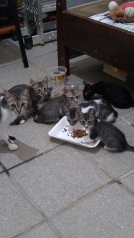 Filhotinhos de gatos para ADOÇÃO - Foto 6