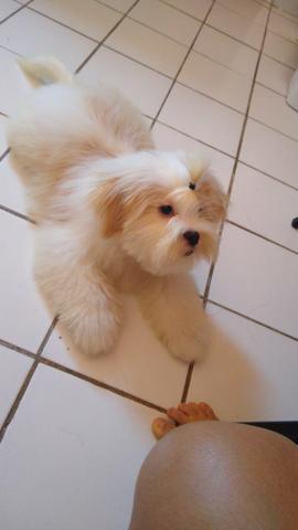 Cãozinho - Foto 5