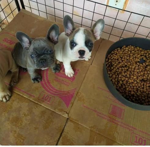 Bulldog Francês Blue - Foto 2