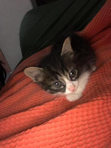 Gatinhos para adoção - Foto 2