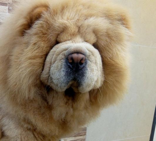 Lindos filhotes Chow Chow porte americano linhagem maravilhosa - Foto 6
