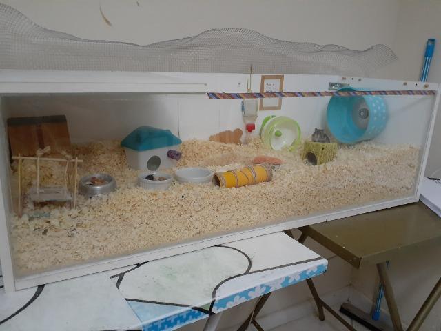 Hamster russo anão machos com aquario lindo - Foto 6