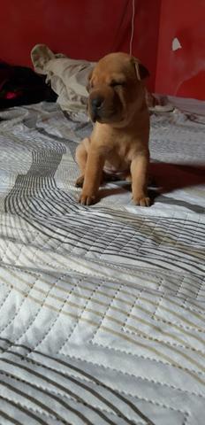 Sharpei fêmea