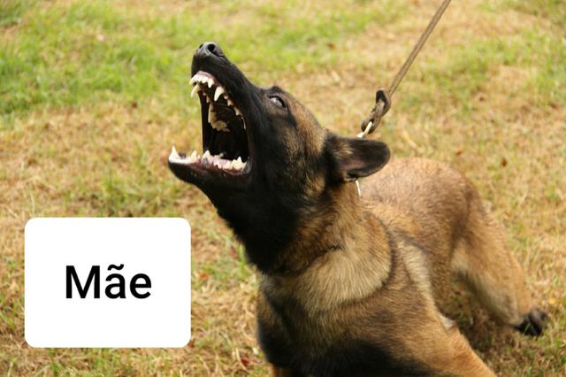Pastor Belga Malinois - Foto 4