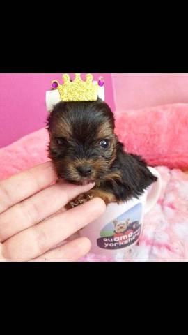 Princesa gaúcha Yorkshire fêmea mini a melhor loja do Brasil