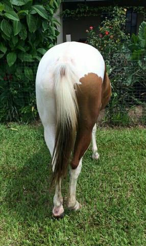 Égua Paint Horse - Foto 3