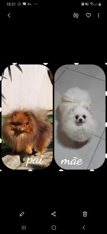 Spitz alemão - Foto 6