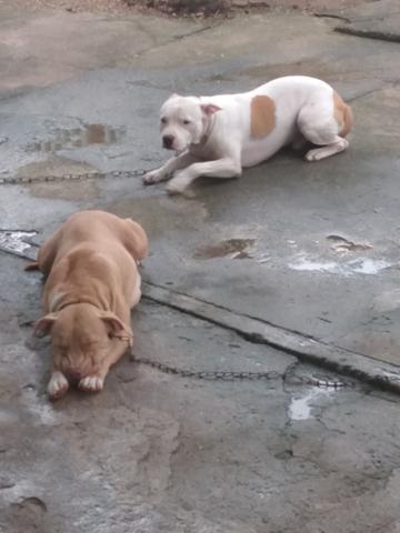 PitBull - Foto 3