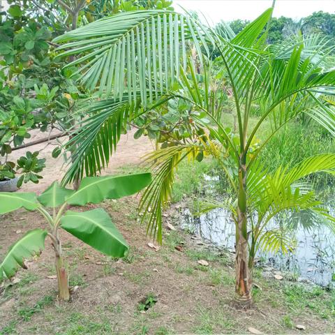 Troco por colônia essa casa ! - Foto 11
