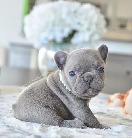 Bulldog Francês, fêmeas e machos, vacinados e vermifugados c gtias d saúde em contrato. - Foto 2