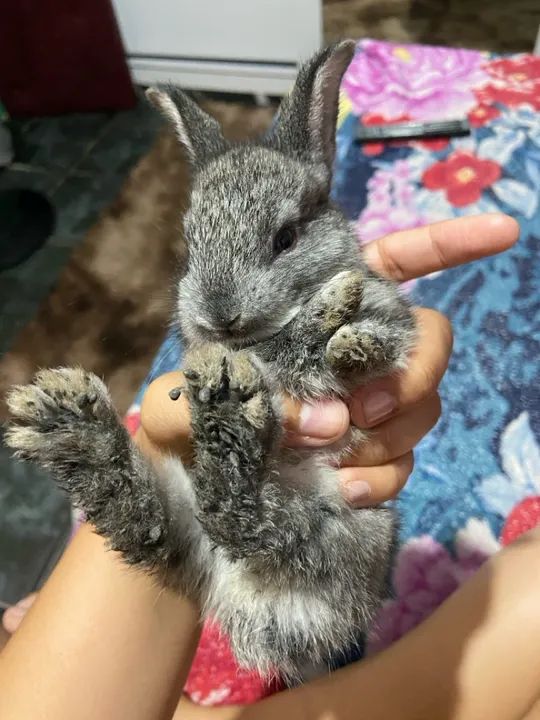 4 coelhinhos fofinhos  - Foto 2