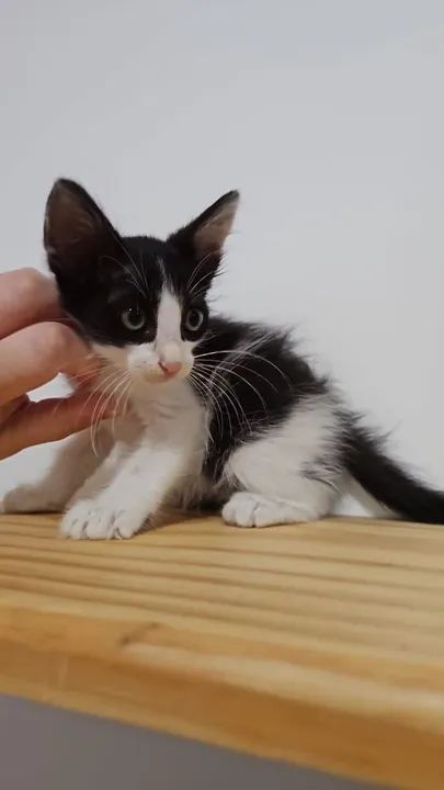Gato filhote disponível para adoção responsável 