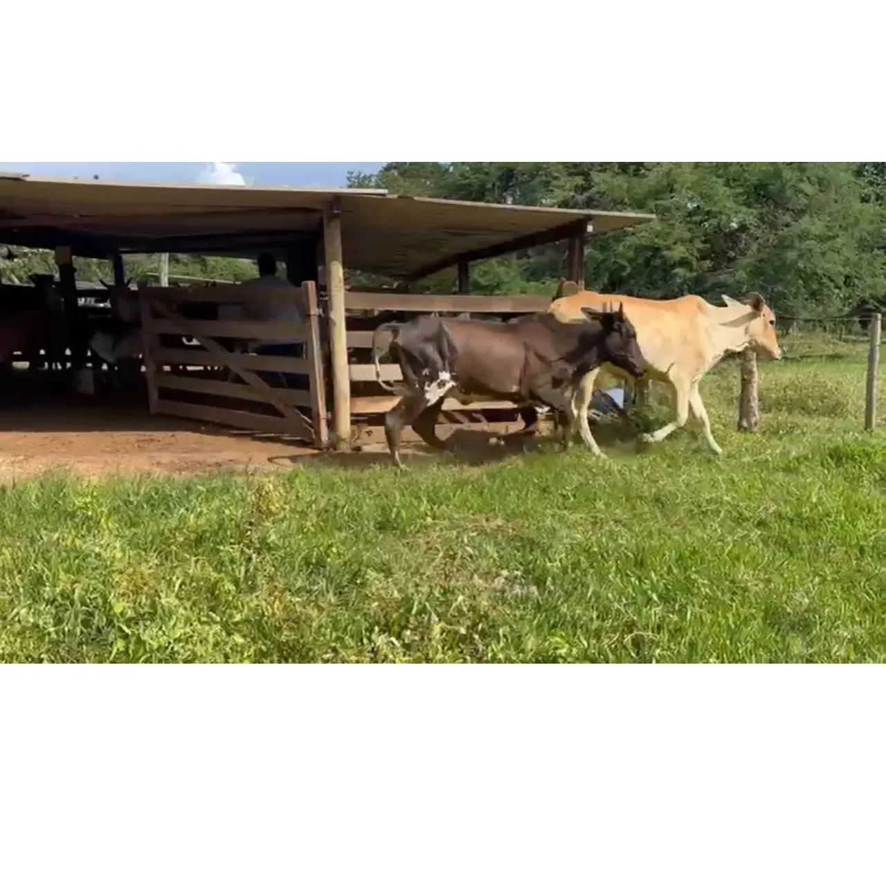 10 Vacas Paridas  - Foto 4