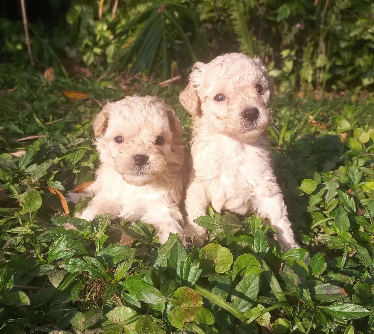 Poodle de ambos os sexos - Cachorros e acessórios - Rio Grande, São  Bernardo do Campo 1318006597 | OLX