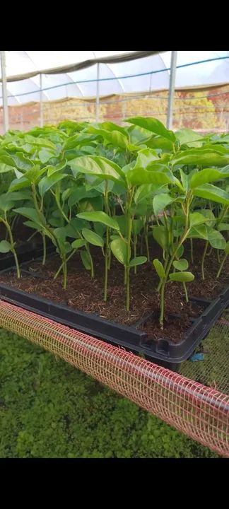 Mudas de maracujá Acedo  - Foto 2