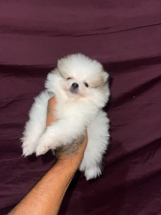 Lulu da pomerania anão  - Foto 2