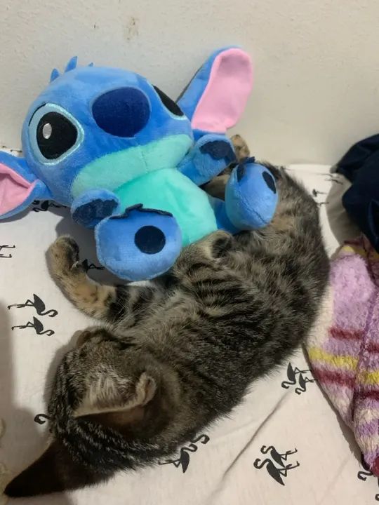 Gatinha fêmea para doação  - Foto 5